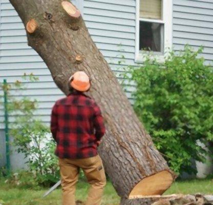 Tree removal