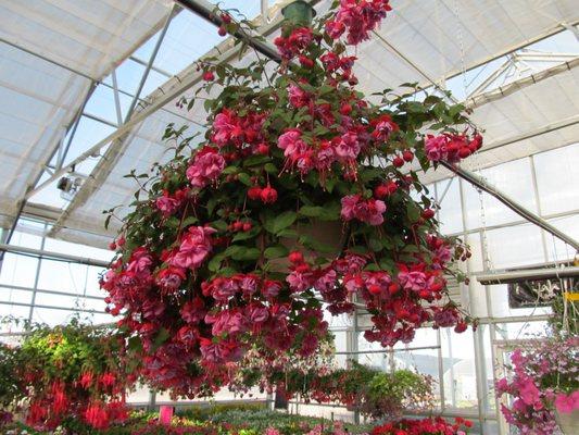 Fuschia baskets are our specialty!