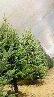 Severt’s Tree Farm