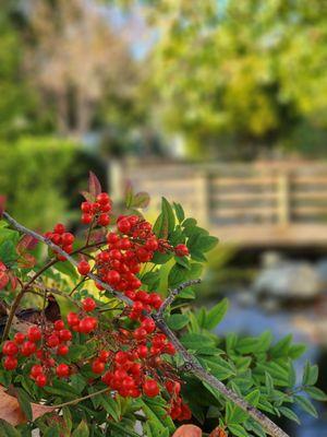 Japanese Garden