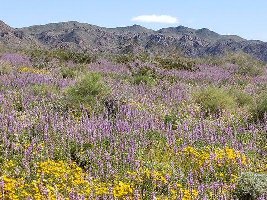 Desert Bloom