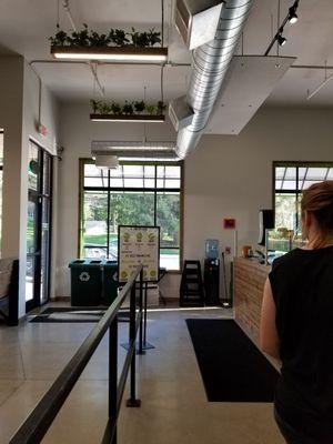 Plants on the ceiling!