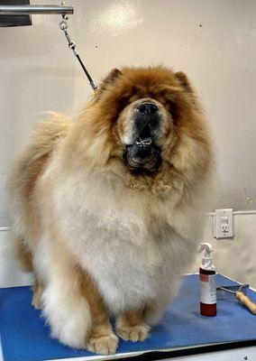 Emma is a Chow.
We raked all her undercoat out. She looks amazing.