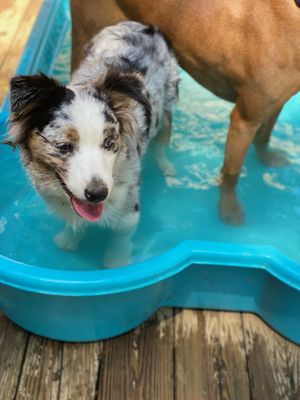 Ruby taking a swim over the summer