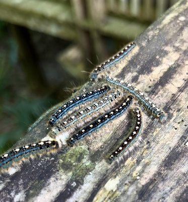 Blue, black, and white fuzzy caterpillars.