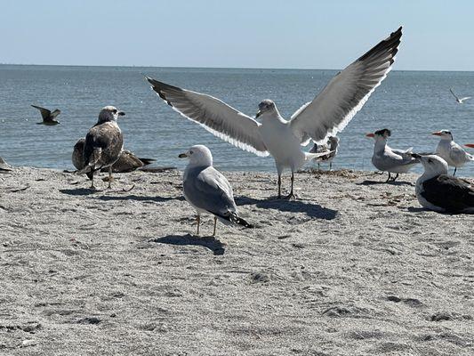 Gulfside Beach