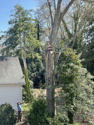 Tree Trimming in Greenville, SC