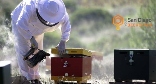 Your San Diego Beekeeper