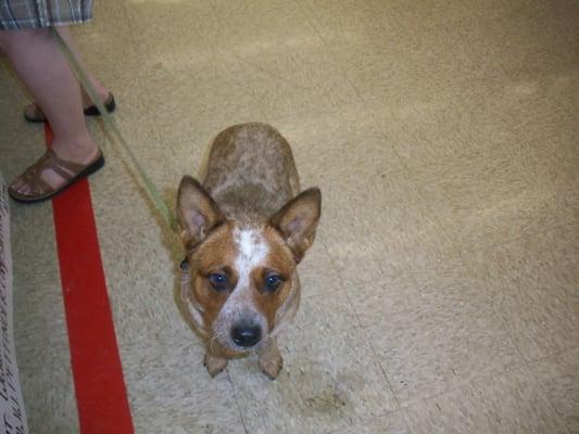 "Mommy brought me in to Tractor Supply in Winchester for a new toy and a treat on Pet Appreciation Week."