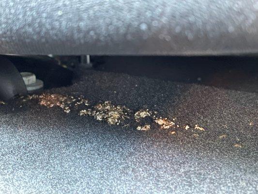 Disgusting ant larvae in my rental. They refused to look and see how bad this was and blamed me instead.