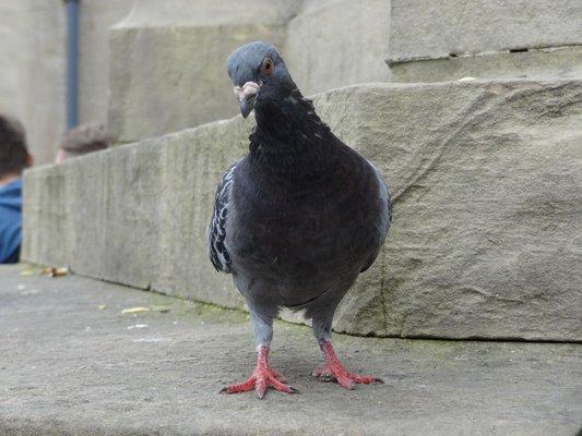 Pigeon Control Service in Phoenix AZ