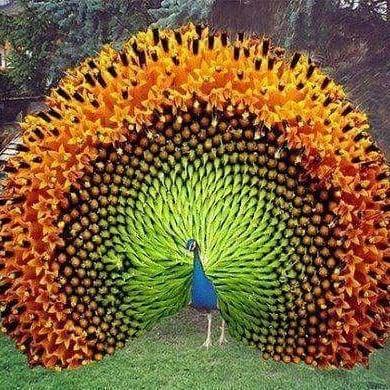 Peacock