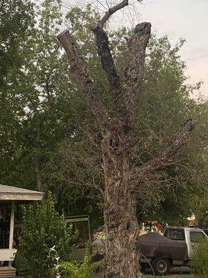 Tree Service Of San Antonio