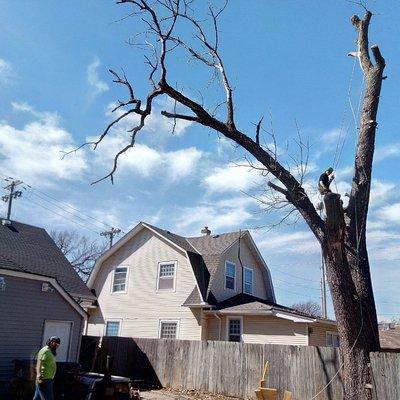 Wichita's D&T's Trees