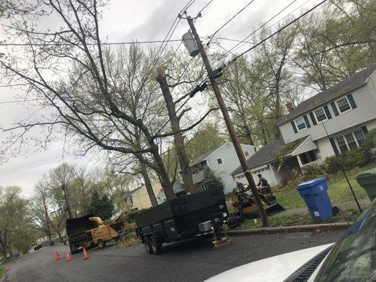 Tree trimming