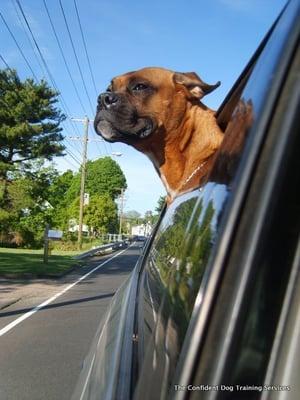 Marvin, a boxer. Boarded for behavioral rehabilitation.