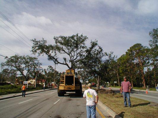 tree moving