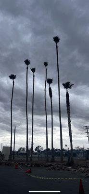 Super tall Palm tree trimmer