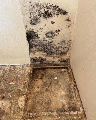 Mold damage restoration.