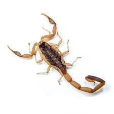 Bark Scorpion