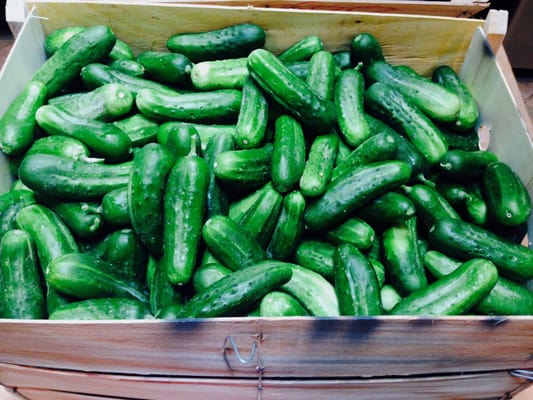 Pickled cucumbers here we come!