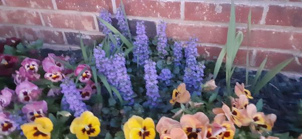 Ajuga(excellent ground cover