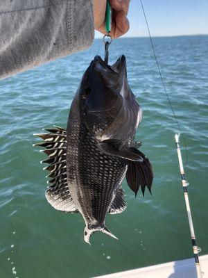 Black Sea Bass just outside Edgartown, MA.