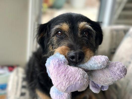 Lacie loves her stuffed animals!