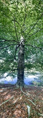 Vertical Pano of a majestic tree