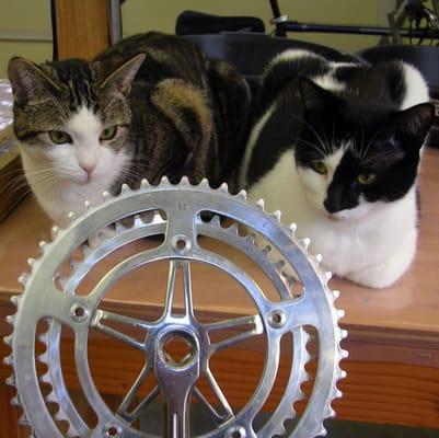 Marissa and Mabel- the shop cats inspecting a chainring that I just cleaned