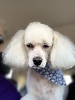 Poodle after...