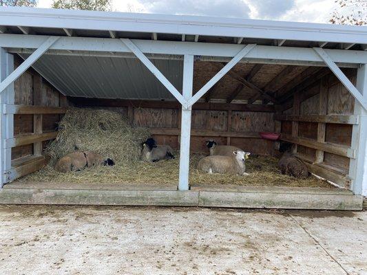 Lake Metroparks Farmpark