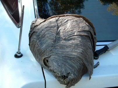 Bald-faced Hornets nest found on one project