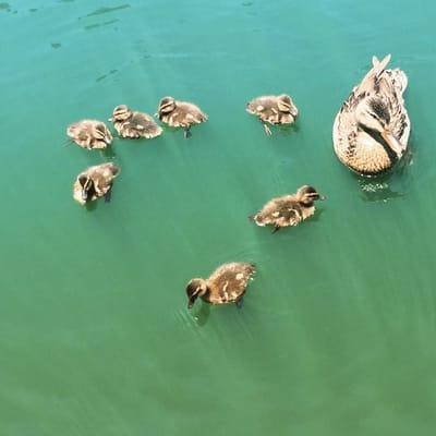 Momma and her ducklings!