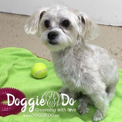 Roccy the adorable #morkie in for a visit. His before and after . #lovegroomingdoggies #yorkshiremaltese