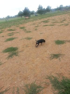 Meg exploring the small side of the dog park!