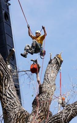 The owner of TLC Tree Expert is working on every job site!