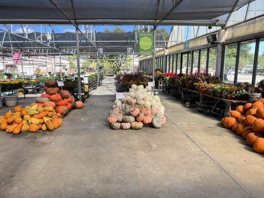 Pumpkins and gourds