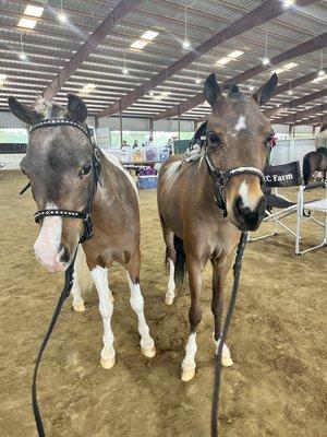 We show miniature horses