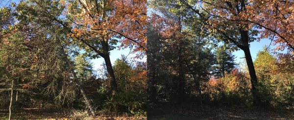 Removing hung up tree.