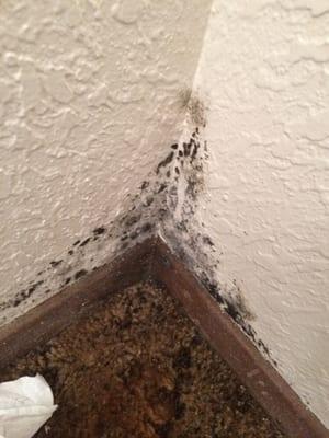 Watch out for mold.