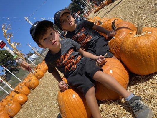 3yrs later- my pumpkins.