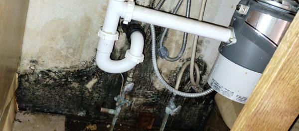 Black mold,