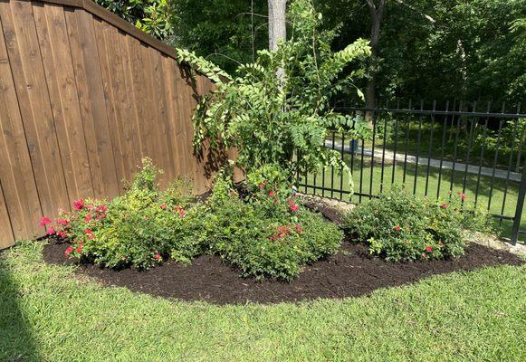 Shrub clean up and mulch install.