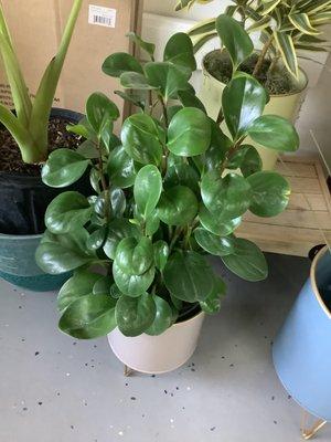 Peperomia