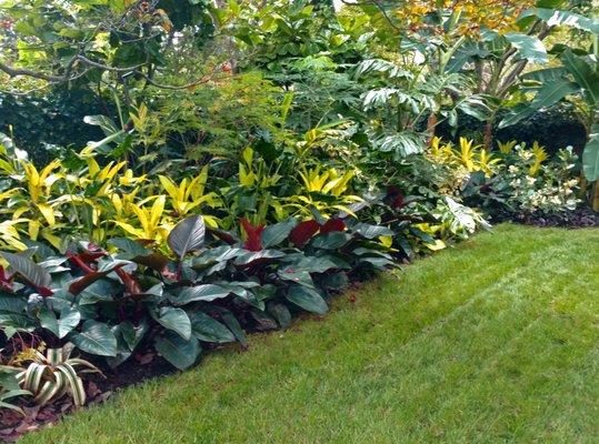 Lush Tropical Garden Annual Flowers_Allentown Landscape