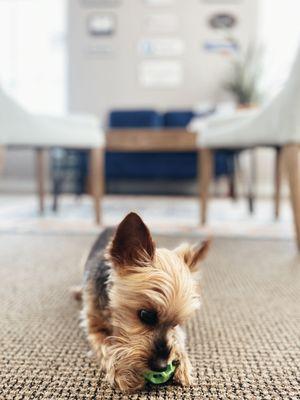 Office mascot; we love puppies!