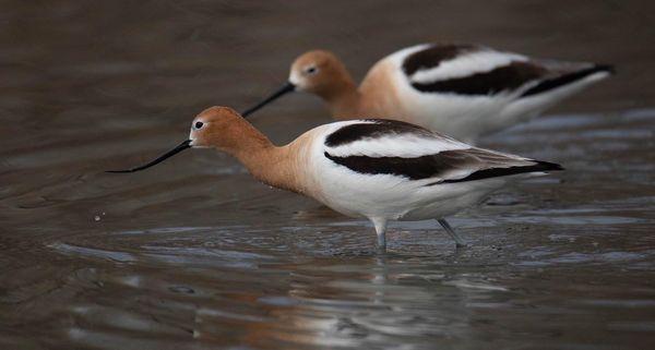 Avocets