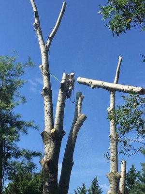 Our lead arborist doing another tree removal