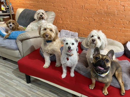 75th & Paws Doggy Daycare